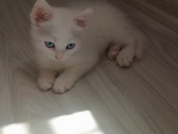 2 aylık dişi yavru british shorthair