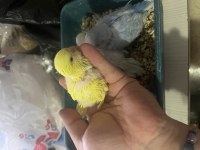 Jumbo muhabbet kuşu yavrular