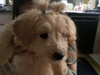 Çok oyuncu sevgi pıtırcığı maltipoo