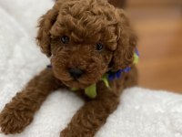 Red Toy Poodle Yavrular