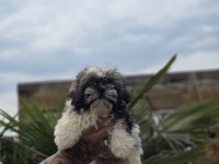 Aşılı Sağlıklı Shih Tzu Yavrular
