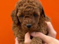 Çıtır poodle kurabiyelerim yeni yuvasını arıyor