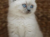 British Shorthair Yavrular Evinizin Neşesi Olacaktır