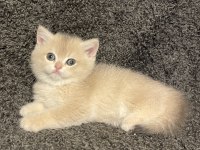 Anne Baba Şecereli Blue Golden AY12 Dişi Safkan British