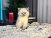 10 güne hazır bebek british shorthair