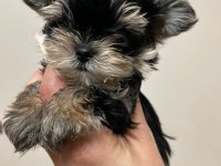 Yorkshire terrier erkek