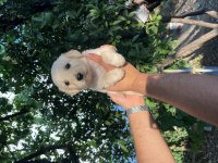 Muhteşem golden retriever bebekleri