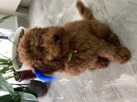 RED BROWN TOY POODLE