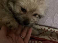 Yorkienese Terrier