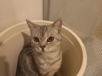 1 buçuk yaşında british shorthair ücretsiz sahiplendirme