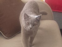 ACİL SAHİPLENDİRİYORUZ KEDİMİZİ