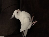 Albino erkek 1,5 yaşında sultan papağanı