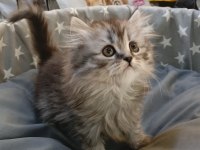 Yavru British Longhair