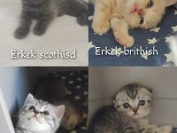 Scottish fold British yavru kedi. Konyaya temmuz 5 ine