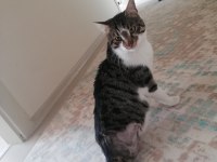 DEPREMZEDE KEDİ