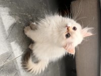 Pofuduk british longhair prenses