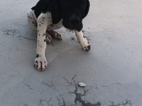Pointer yavrular ve yetişkin pointer