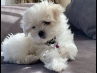 SAFKAN MALTESE YAVRU