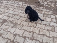 Toy poodle köpeği siyah