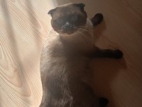 Sevimli british shorthair kedimiz