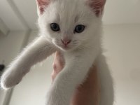 Sevgi Delisi British Shorthair Yavrular