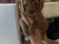 Toy poodle yavrularım orijinal ev üretimi