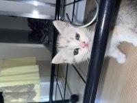 ANNE İRAN CHİNCİLLA BABA BRİTİSH BEBEK KEDİLER