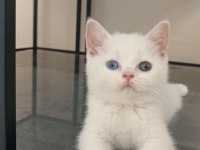 Dişi british shorthair