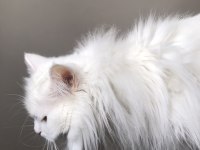 British longhair beyaz