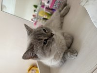 Dişi British Shorthair