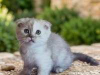 Scottish fold kediler