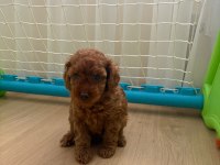 Son dişi yavru 50 günlük poodle