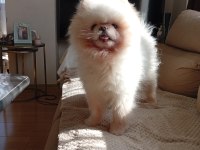 Kore Teddy Bear Pomeranian