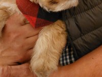 Egzotik Yorkshire terrier 0 numara