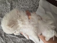 Muhteşem pomeranian minik ayıcıklar yuvanıza uğur getirecek