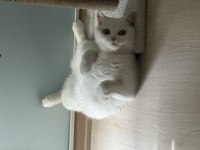 Scottish fold sütlaç yuva arıyoruz