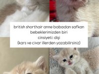 BRİTİSH ANNE BABADAN SAFKAN YAVRULAR