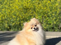 Anne altından pomeranian boo yavrularımız