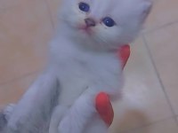 Safkan bebekler british longhair