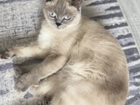 British shorthair kızım için bir yuva