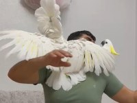 Evcil umberalla dişi kakadu konuşuyor
