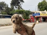 Kg garantili dişi üst kalite maltipoo yavrumuz