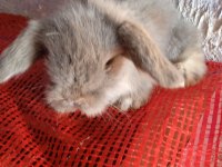 Teddy lop tavşanı yavrular mavi göz
