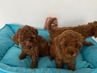 Küçük boy toy poodle değerlendirmeden geçmeyin