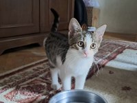 İKİ MİNİK KARDEŞ KEDİMİZ YUVA ARIYOR