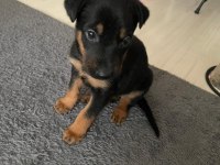 Safkan uyguna doberman köpeği
