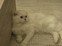 9 aylık scottish fold longhair