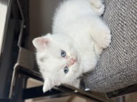Boncuk Gözlü Pamuk Yavrum British Shorthair