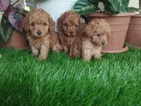 Poodle Yavru