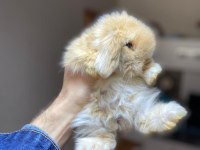 A kalite orijinal safkan Hollanda Lop tavşanı yavrular